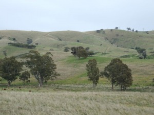 Infigen Energy are seeking approval to build 16 wind turbines atop Cherry Tree Hill in Trawool, Victoria.